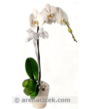 Beyaz orkide