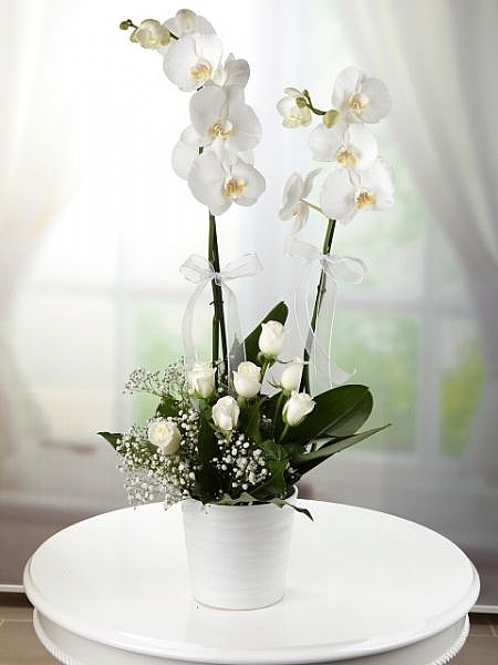  Orkide   Beyaz Güllü Arajman