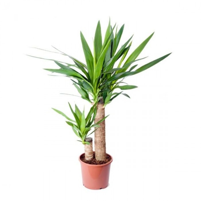 Yucca 2 li Saksı Çiçeği